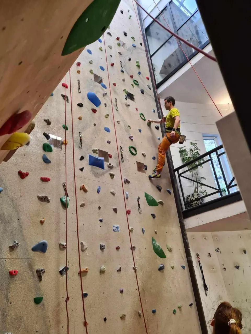 Climber halfway up a tall wall with quickdraws and hanging ropes, seen from below