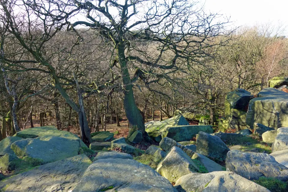Gritstone boulders among oak trees at Shipley Glen, near Bingley