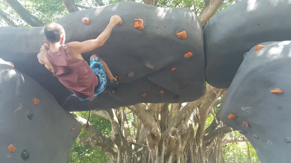 Climber crossing the grey boulder arch beneath a large fig tree